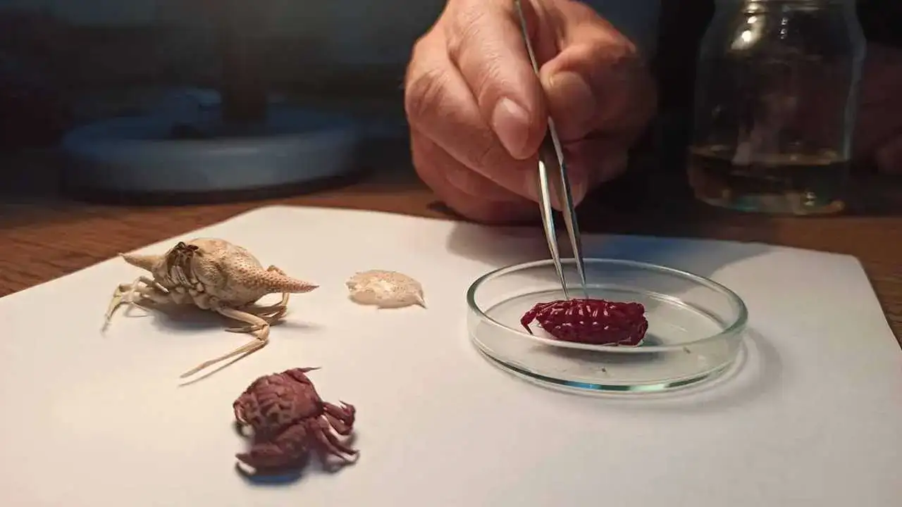 İskenderun Körfezi’nde İlk Kez Görüldü: Akdeniz’e Tropik Göç Başladı! 4